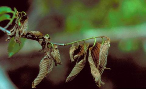 Withered Leaves