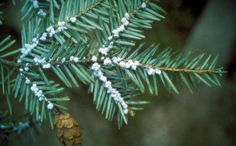 Hemlock Woolly Adelgid